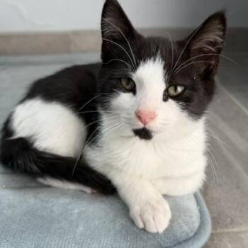 David -  Tuxedo and Domestic Short Hair Cat for Adoption in UNIVERSITY PA, Maryland - David | PetCurious