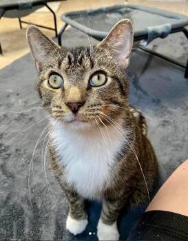 Tabby Cats Available for Adoption - Arthur | PetCurious