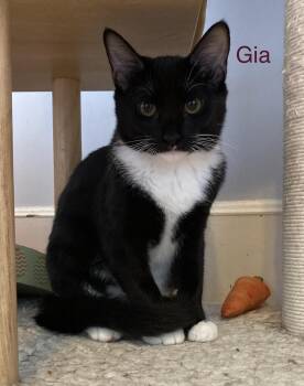 Tuxedo and American Shorthair Cats Available for Adoption in Billerica, Massachusetts - Gia | PetCurious