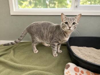 Thumbelina -  Domestic Short Hair Cat for Adoption in Rio Linda, California - Thumbelina | PetCurious