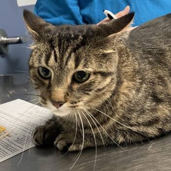 Solo -  Domestic Short Hair Cat for Adoption in Dekalb, Illinois - Solo | PetCurious