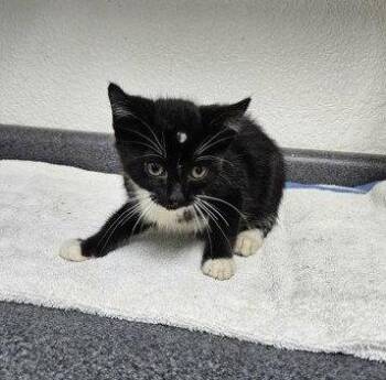 Laney -  Domestic Short Hair Cat for Adoption in Sullivan, Indiana - Laney | PetCurious