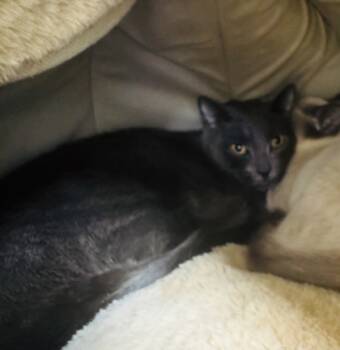 Rescue Domestic Short Hair Cats for Adoption - Kenzie OF32 | PetCurious