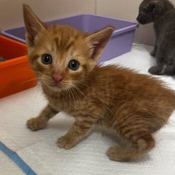 Jay -  Domestic Short Hair Cat for Adoption in Los Angeles, California - Jay | PetCurious