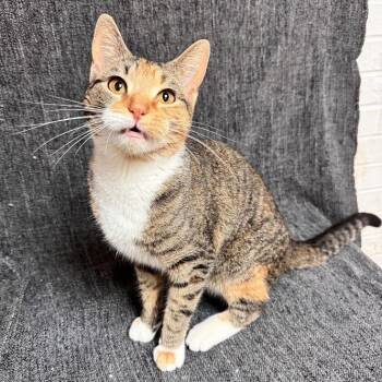 Domestic Short Hair Cats Available for Adoption in Waterloo, Iowa - Nilla Bean | PetCurious