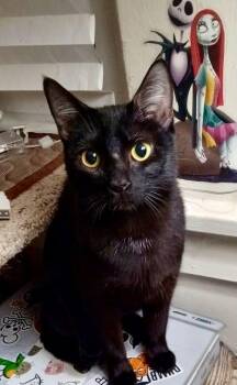 Rescue American Shorthair Cats for Adoption in The Dalles, Oregon - Wednesday | PetCurious