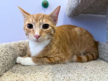 Domestic Short Hair Cats Available for Adoption in West Lafayette, Indiana - Harpo(cafe) | PetCurious
