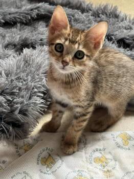Rescue Domestic Short Hair and Bengal Cats for Adoption in Palisades Park, New Jersey - Bengalo | PetCurious