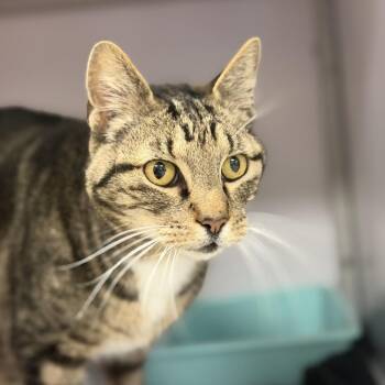 Domestic Short Hair Cats Available for Adoption in Houston, Texas - Diesel | PetCurious