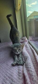 KeeKee Cutie 7746 -  Domestic Short Hair Cat for Adoption in Dallas, Texas - KeeKee Cutie 7746 | PetCurious