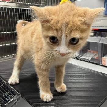 Dooby -  Domestic Short Hair Cat for Adoption in Spokane, Washington - Dooby | PetCurious