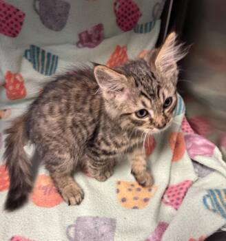 Firefly -  Domestic Short Hair Cat for Adoption in Edinburg, Virginia - Firefly | PetCurious