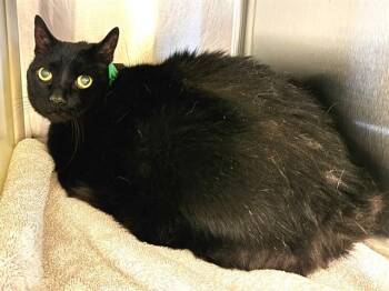 IZZY -  Domestic Short Hair Cat for Adoption in Colorado Springs, Colorado - IZZY | PetCurious