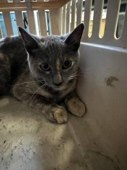Frizzle -  Domestic Short Hair Cat for Adoption in Vallejo, California - Frizzle | PetCurious
