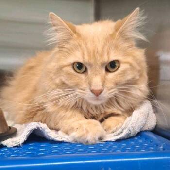 Cheddar Cheese -  Domestic Long Hair Cat for Adoption in Morris, Minnesota - Cheddar Cheese | PetCurious