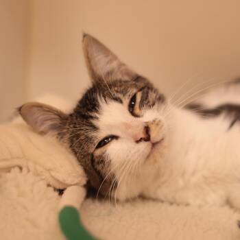 Flippity -  Domestic Short Hair Cat for Adoption in Philadelphia, Pennsylvania - Flippity | PetCurious