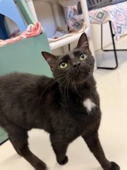 Domestic Short Hair Cats Available for Adoption - BELINDA | PetCurious