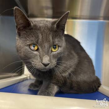 Domestic Short Hair Cats Available for Adoption in Washington, District Of Columbia - Daye | PetCurious