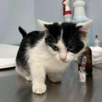 Acorn -  Domestic Short Hair Cat for Adoption in Indianapolis, Indiana - Acorn | PetCurious