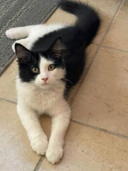 Kevin -  Domestic Medium Hair Cat for Adoption in Lacon, Illinois - Kevin | PetCurious