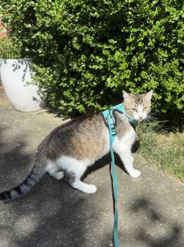 Rescue Domestic Short Hair Cats for Adoption in Chapel Hill, North Carolina - Bubba | PetCurious
