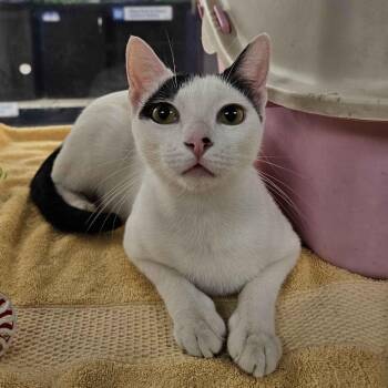Domestic Short Hair Cats Available for Adoption in Houston, Texas - Escape | PetCurious
