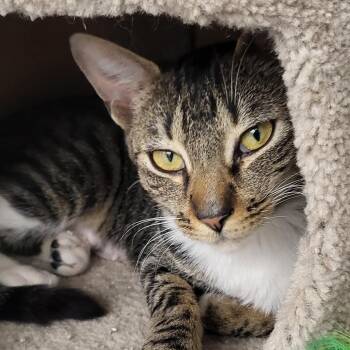 Domestic Short Hair Cats Available for Adoption - Cleopatra 2 | PetCurious