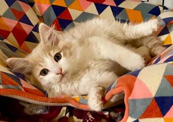 Rescue Domestic Long Hair Cats for Adoption in Newnan, Georgia - * Keanu | PetCurious