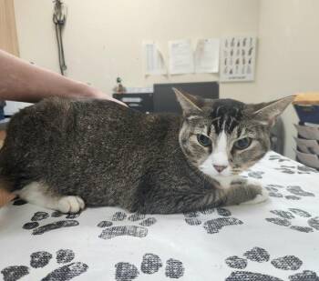 Domestic Short Hair Cats Available for Adoption - The Big Meowsker | PetCurious