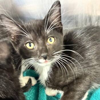 Taz -  American Shorthair Cat for Adoption in Natick, Massachusetts - Taz | PetCurious