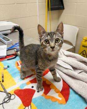 Bug -  Domestic Short Hair Cat for Adoption in Westland, Michigan - Bug | PetCurious