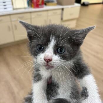 Domestic Short Hair Cats Available for Adoption in Lyndhurst, Virginia - SVAS-Stray-38722 | PetCurious