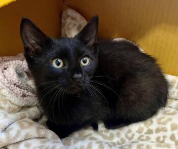 Brooklyn -  Domestic Short Hair Cat for Adoption in Rocky Hill, Connecticut - Brooklyn | PetCurious