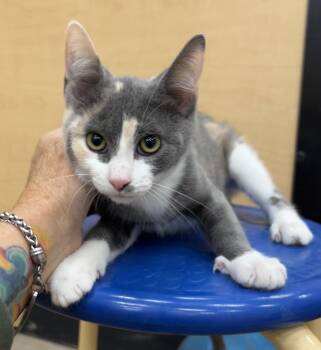 Xylophone -  Dilute Calico Cat for Adoption in Flagstaff, Arizona - Xylophone | PetCurious