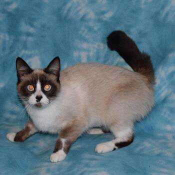 Sunshine -  Domestic Short Hair Cat for Adoption in Eureka, California - Sunshine | PetCurious