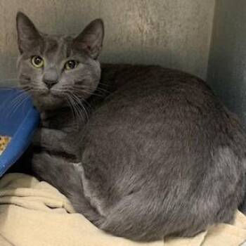 Charlie -  Domestic Short Hair and Mixed Breed Cat for Adoption in Tyler, Texas - Charlie | PetCurious