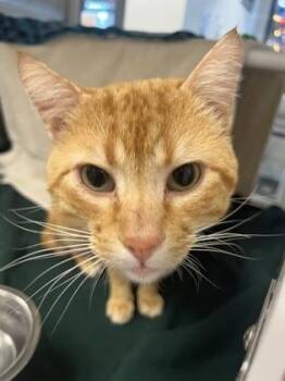 Domestic Short Hair Cats Available for Adoption in Kansas City, Missouri - Jimmy | PetCurious