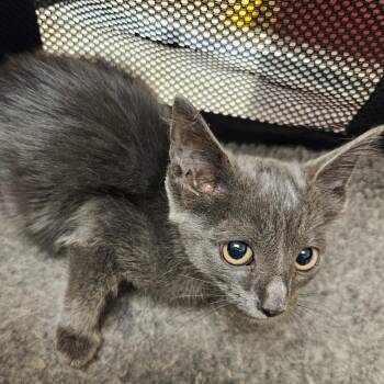 SCFL-Stray-67010 -  Domestic Short Hair Cat for Adoption in Lake Panasoffkee, Florida - SCFL-Stray-67010 | PetCurious