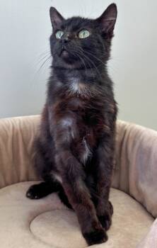 Rescue Domestic Medium Hair Cats for Adoption in Waynesville, Missouri - Ferrero | PetCurious