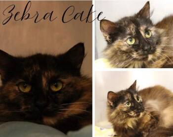 Domestic Medium Hair Cats Available for Adoption in Pierceton, Indiana - Zebra Cake- Fee Waived | PetCurious