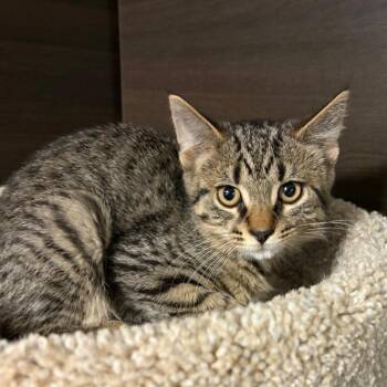 Wolf -  Domestic Short Hair Cat for Adoption in Buffalo, New York - Wolf | PetCurious