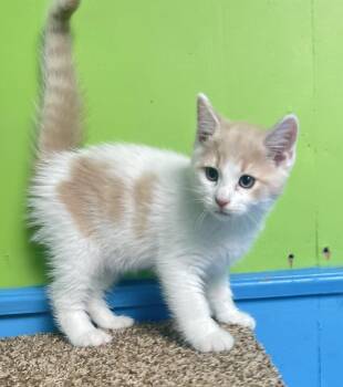 Griffin -  Domestic Medium Hair Cat for Adoption in Columbus, Ohio - Griffin | PetCurious