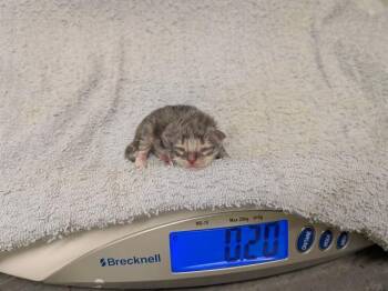 DEAN -  Domestic Short Hair Cat for Adoption in Kent, Washington - DEAN | PetCurious