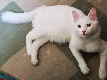 Rescue Turkish Angora Cats for Adoption in Brampton, Ontario - Moon N. (Deaf) | PetCurious