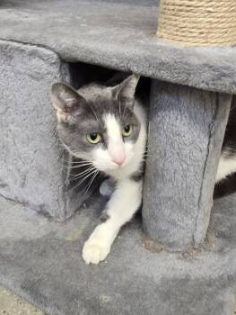 Domestic Short Hair Cats Available for Adoption - Mochi | PetCurious