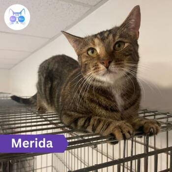Merida -  Domestic Short Hair Cat for Adoption in Penfield, New York - Merida | PetCurious