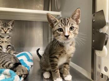 MERCURY -  Domestic Short Hair Cat for Adoption in Tustin, California - MERCURY | PetCurious