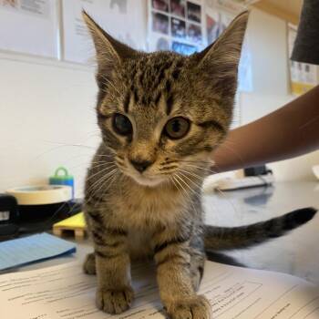Summit (26-3T-2) -  Domestic Short Hair Cat for Adoption in Rifle, Colorado - Summit (26-3T-2) | PetCurious