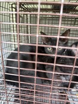 A661209 -  Domestic Short Hair Cat for Adoption in Houston, Texas - A661209 | PetCurious