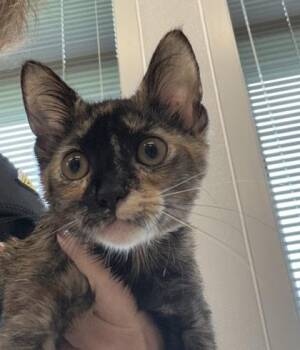 Mason Jar -  Domestic Short Hair Cat for Adoption in Lafayette, Indiana - Mason Jar | PetCurious